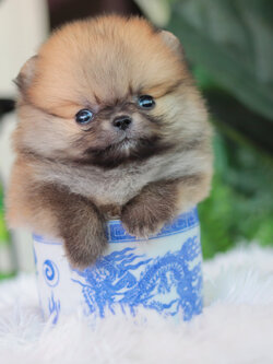 ปอมเมอเรเนียน เพศผู้ ทีคัพจิ๋วมากกกก