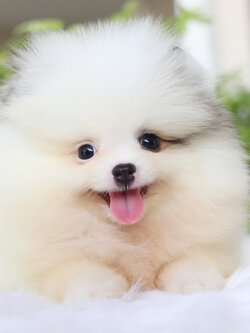 ปอมเมอเรเนียน เพศผู้สีแฟนซี