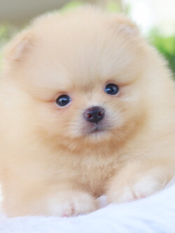 ปอมเมอเรเนียน เพศผู้สีครีม