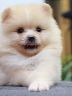 ปอมเมอเรเนียน เพศผู้ หน้าธรรมดาสีครีม