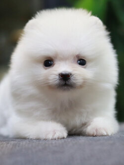 ปอมเมอเรเนียน เพศเมีย ทีคัพ