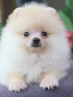 ปอมเมอเรเนียน เพศเมีย สองเดือนครึ่ง