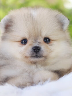 ปอมเมอเรเนียน เพศเมียสีส้ม