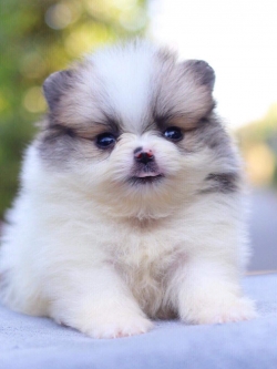 ปอมเมอเรเนียน เพศผู้ปาตี้