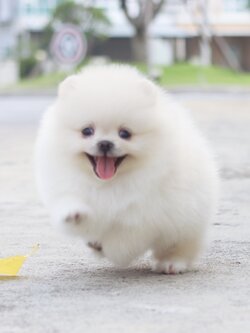 ปอมเมอเรเนียน เพศเมียสีขาวครีมเกรดโชว์