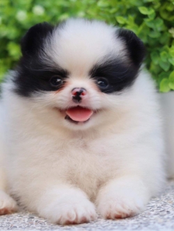 ปอมเมอเรเนียน เพศเมีย