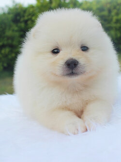 ปอมเมอเรเนียน เพศเมียขาวครีม