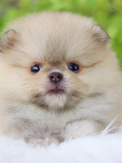 ปอมเมอเรเนียน เพศเมียสีส้ม เกรดโชว์