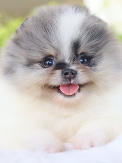 ปอมเมอเรเนียน เพศเมียสีแฟนซีเมอร์เร่