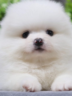 ปอมเมอเรเนียน เพศผู้