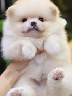 ปอมเมอเรเนียน เพศผู้สีขาวครีม