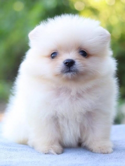 ปอมเมอเรเนียน เพศเมีย