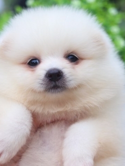 ปอมเมอเรเนียน เพศผู้