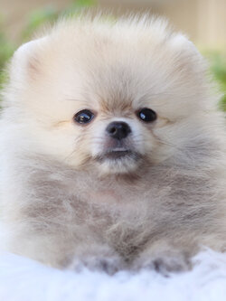 ปอมเมอเรเนียน เพศผู้สีส้ม