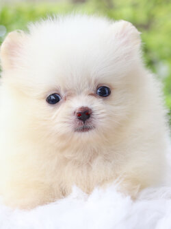 ปอมเมอเรเนียน เพศผู้สีขาวครีม