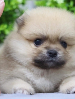 ปอมเมอเรเนียน เพศผู้