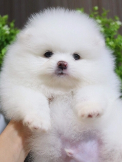 ปอมเมอเรเนียน เพศผู้