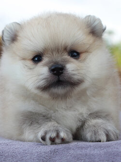 ปอมเมอเรเนียน เพศผู้