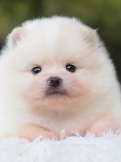 ปอมเมอเรเนียน เพศผู้ ขาวครีม