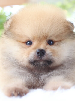 ปอมเมอเรเนียน เพศผู้สีส้ม