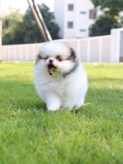 ปอมเมอเรเนียน เพศผู้