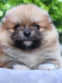 ปอมเมอเรเนียน เพศเมีย