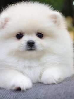 ปอมเมอเรเนียน เพศเมียขาวครีม