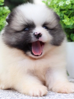 ปอมเมอเรเนียน เพศผู้