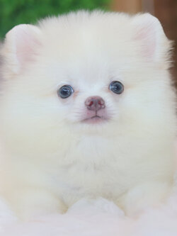 ปอมเมอเรเนียน เพศเมียสีขาวครีม