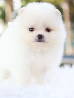 ปอมเมอเรเนียน เพศผู้ สีขาวครีม