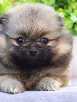 ปอมเมอเรเนียน เพศเมีย