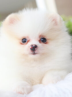 ปอมเมอเรเนียน เพศเมียสีขาวครีม