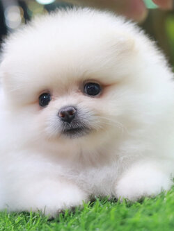 ปอมเมอเรเนียน เพศเมียสีขาวครีม ขนแน่นขาใหญ่ๆ