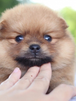 ปอมเมอเรเนียน เพศผู้