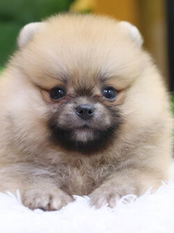 ปอมเมอเรเนียน เพศผู้ สีส้ม