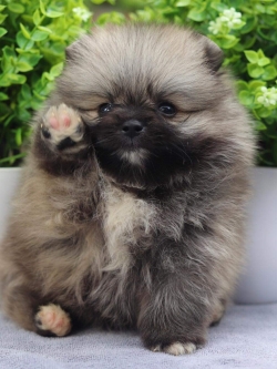 ปอมเมอเรเนียน เพศเมีย