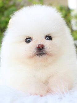 ปอมเมอเรเนียน เพศเมียสีขาวครีม