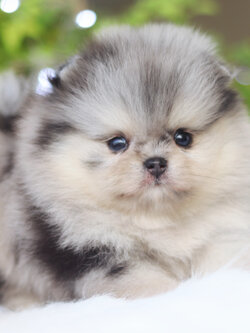 ปอมเมอเรเนียน เพศเมีย สีเมอร์เร่ เกรดโชว์