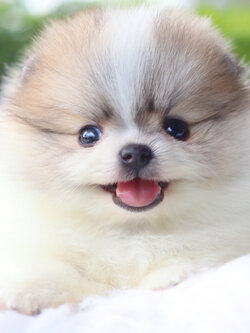 ปอมเมอเรเนียน เพศผู้สีแฟนซีเกรดโชว์