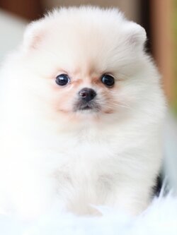 ปอมเมอเรเนียน เพศเมียสีครีม