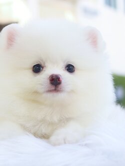 ปอมเมอเรเนียน เพศผู้สีขาวครีม