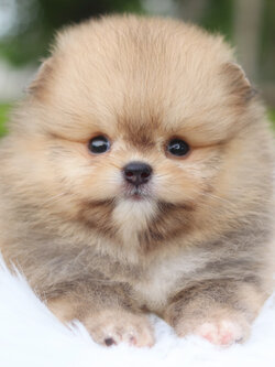 ปอมเมอเรเนียน เพศเมียสีส้ม เกรดโชว์