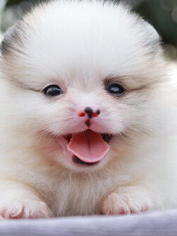 ปอมเมอเรเนียน เพศผู้