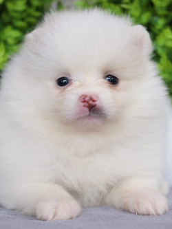 ปอมเมอเรเนียน เพศเมีย