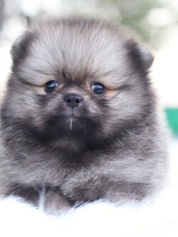 ปอมเมอเรเนียน เพศผู้ สีส้มเซเบิ้ล