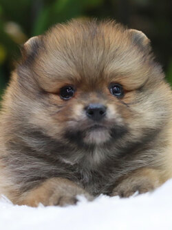 ปอมเมอเรเนียน เพศผู้ หน้าฟ็อก