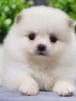 ปอมเมอเรเนียน เพศเมีย