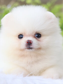 ปอมเมอเรเนียน เพศเมียสีขาวครีม