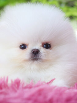 ปอมเมอเรเนียน เพศเมีย สีขาว เกรดโชว์ สายเลือดเกาหลี