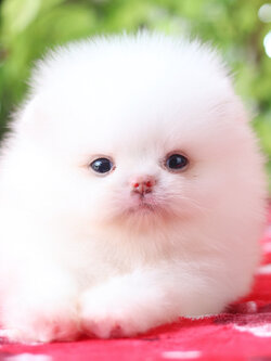 ปอมเมอเรเนียน เพศผู้ สีขาวครีม เกรดโชว์